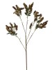 Haste de Rumex 0371-47