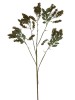 Haste de Rumex 0371-47