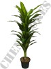 Árvore Dracena 0371-56