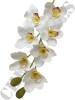 Haste de Orquídea Cymbidium Branca 3D 0371-71-2